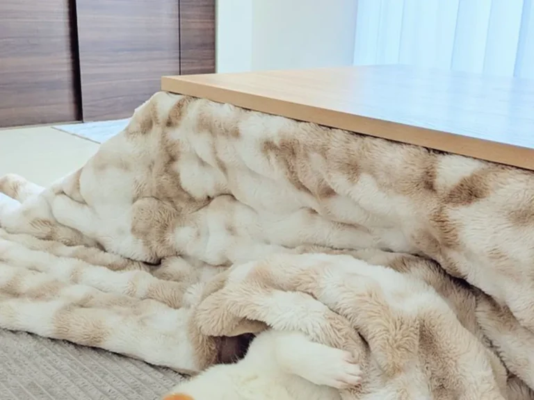 コーギーの写真