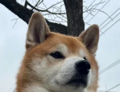 柴犬にハーネスをつけたら『タンクトップでジム帰り』にしか見えなくて…「笑った」「犬界の内村航平？」