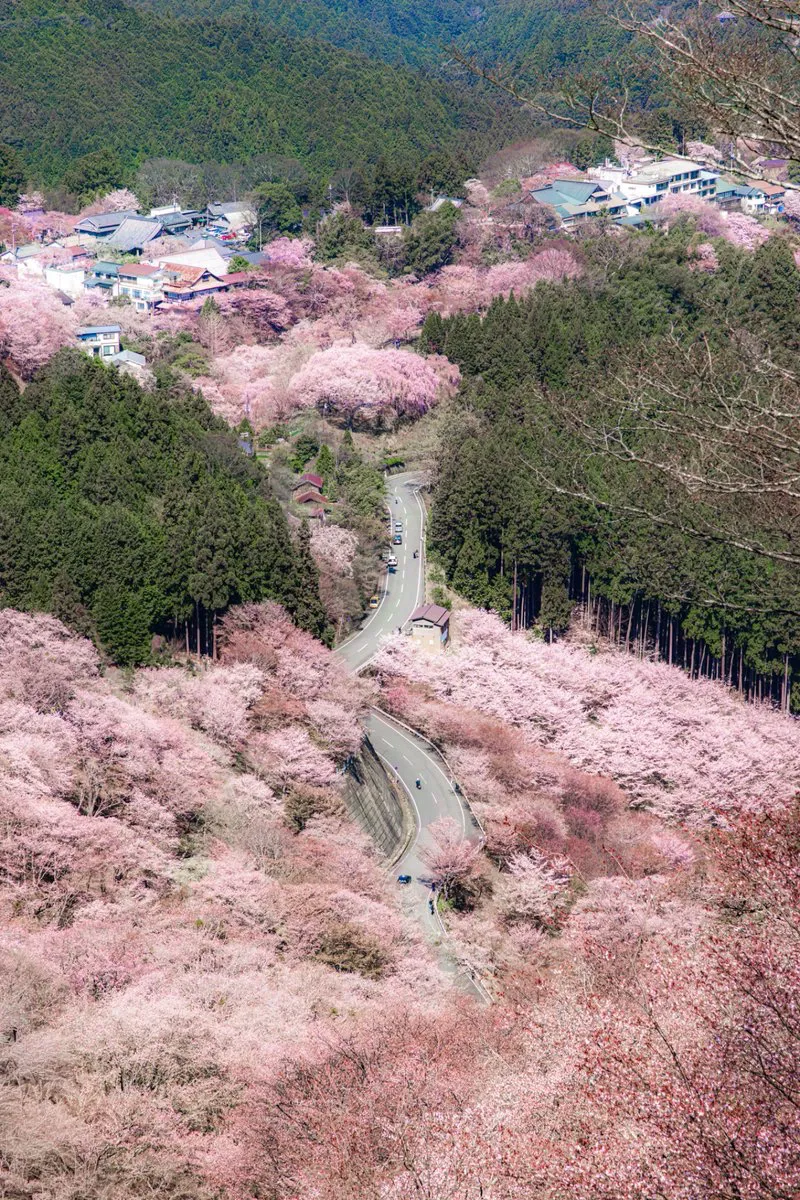 桜の風景