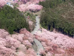 桜の山