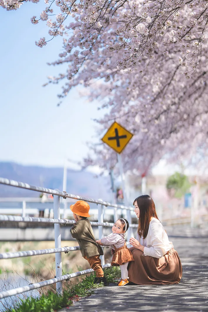 桜の下の家族写真