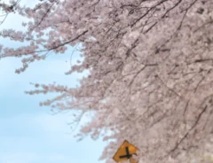 桜の下の家族写真