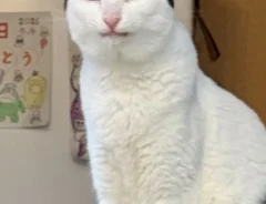 同じ猫の『表情の違い』がすごい　「２枚目はチベットスナギツネ？」