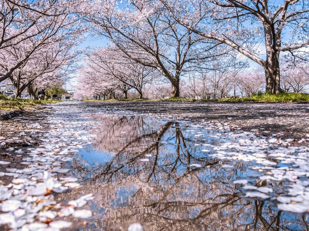 雨上がりの桜並木