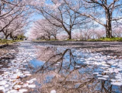 雨上がりの桜並木