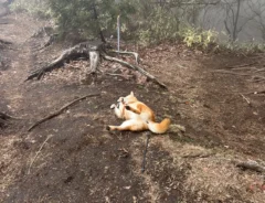 「絶対に歩かないんだもん！」な柴犬　拒否する様子に「ここまでのは初めて見た」「爆笑した」