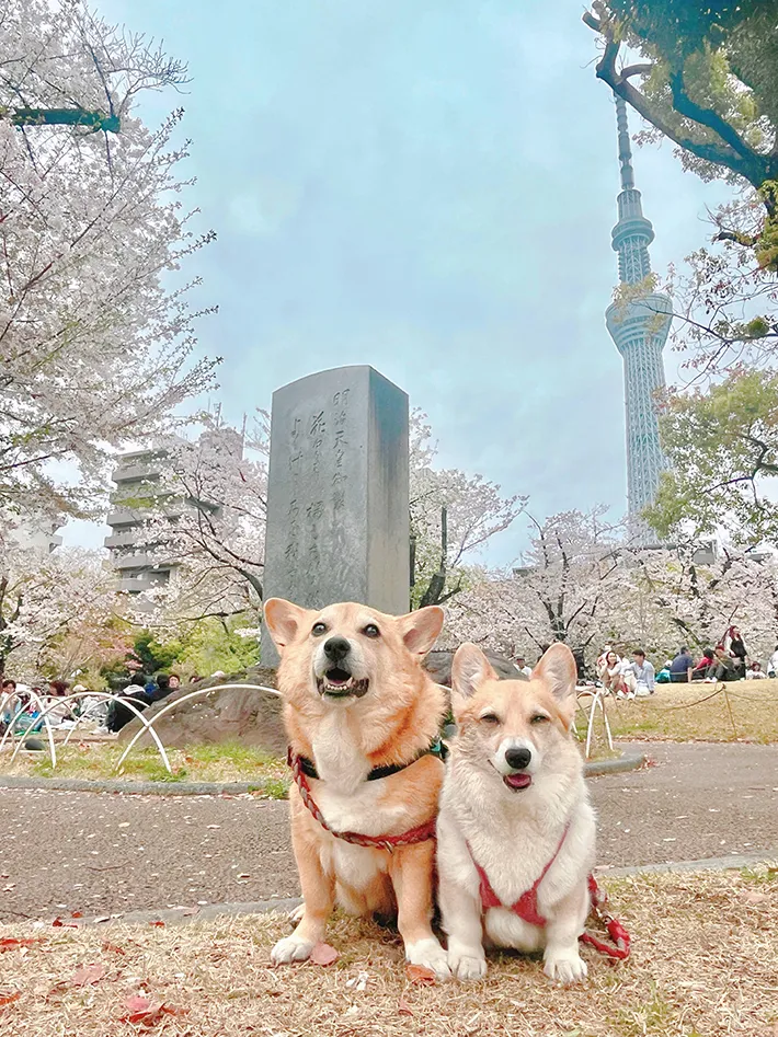 桜の下のコーギー