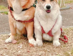 コーギーの写真に「ずっと笑ってる」　目線を下げると？「そんな大胆な格好を」「セクシィー」