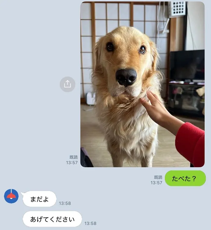 犬の写真がのったLINE画面