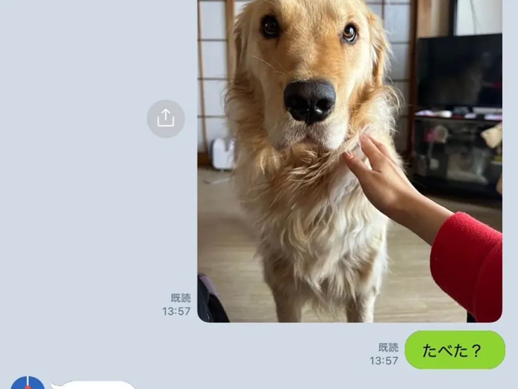 犬の写真がのったLINE画面