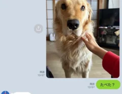 犬の写真がのったLINE画面