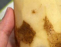 Wi-Fiのマークがついたジャガイモ