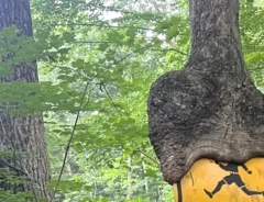 海外の森に子供飛び出し注意の標識を飲み込んだ木