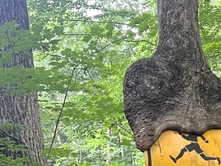海外の森に子供飛び出し注意の標識を飲み込んだ木