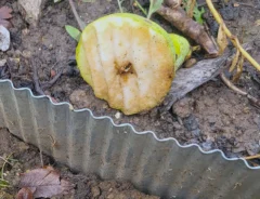 「捏造だろ！」木から落ちた洋梨の『完璧すぎる姿』にネット騒然　論客たちを黙らせた『痛快な反撃』とは？