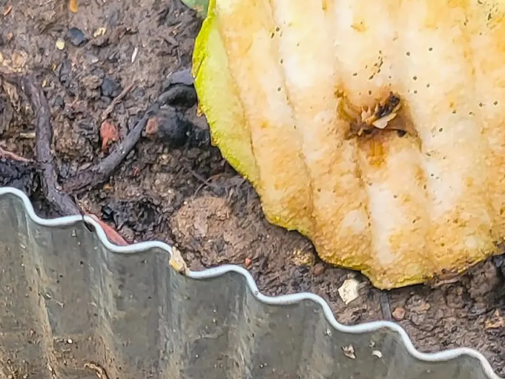 波型の金属仕切りに落ちて真っ二つになった洋梨