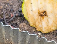 波型の金属仕切りに落ちて真っ二つになった洋梨