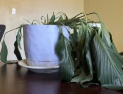 植物に水をあげたビフォーアフターの写真