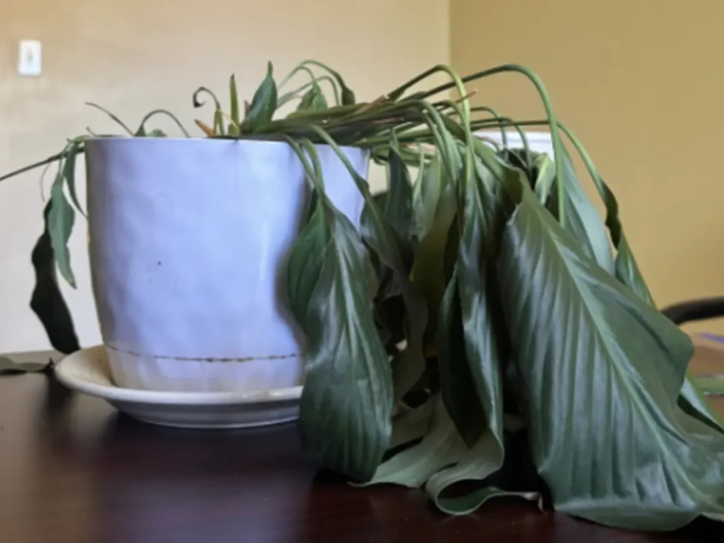 植物に水をあげたビフォーアフターの写真