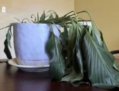 「ドラマチックすぎる」　水をもらった植物の反応にネット爆笑