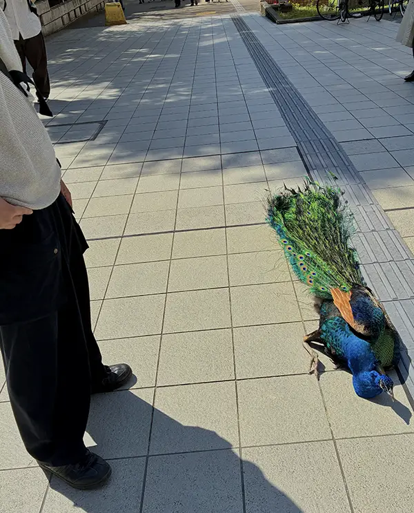 地面に寝転がるクジャクの写真