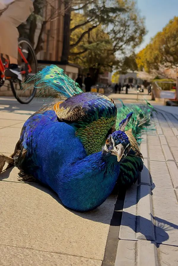 地面に寝転がるクジャクの写真