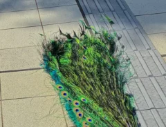 地面に寝転がるクジャクの写真