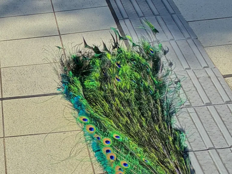 地面に寝転がるクジャクの写真