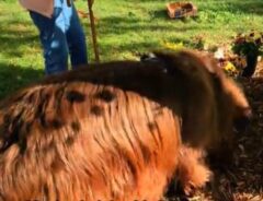 穴を掘る犬の写真