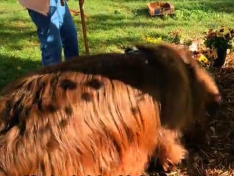 穴を掘る犬の写真