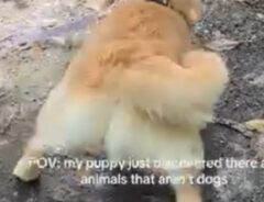 ゴールデンレトリバーの写真