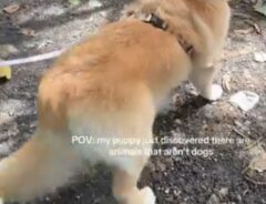 ゴールデンレトリバーの写真