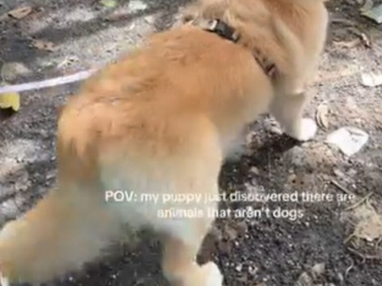 ゴールデンレトリバーの写真