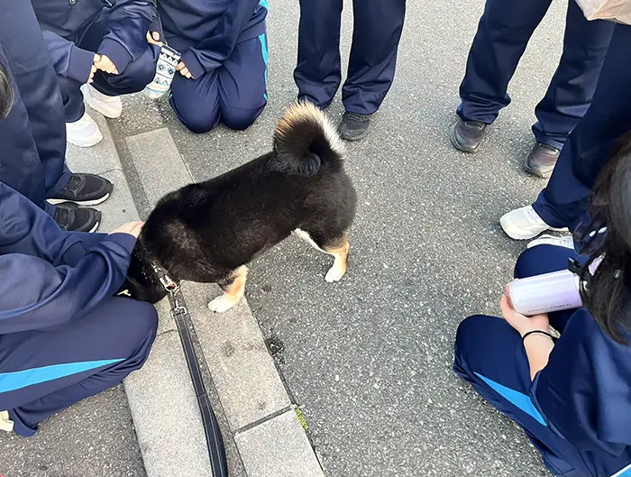 女子生徒に構ってもらう柴犬の写真