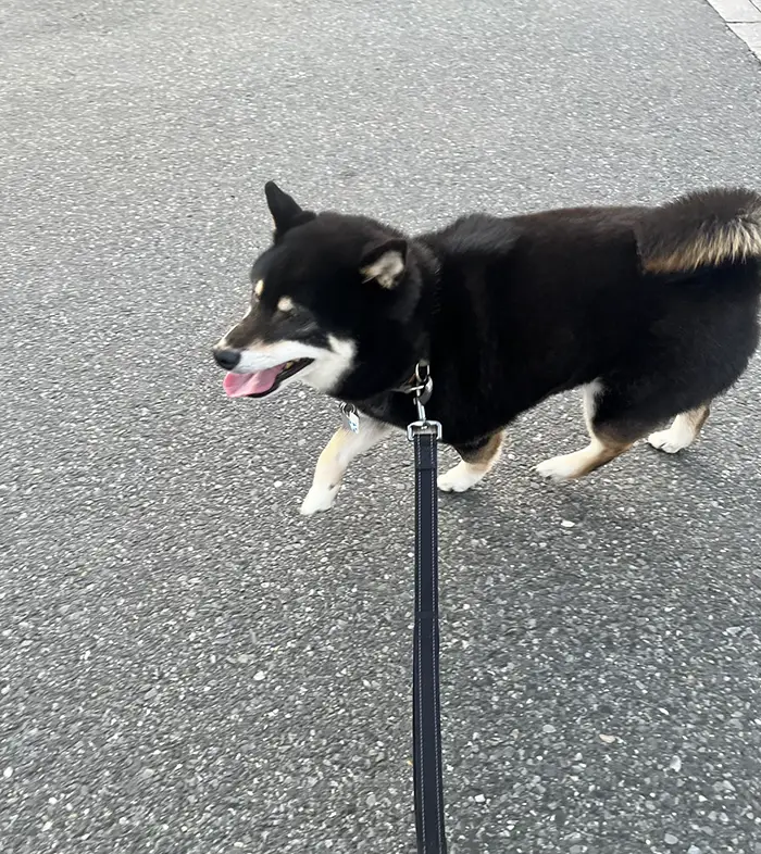 嬉しそうに歩く柴犬の写真