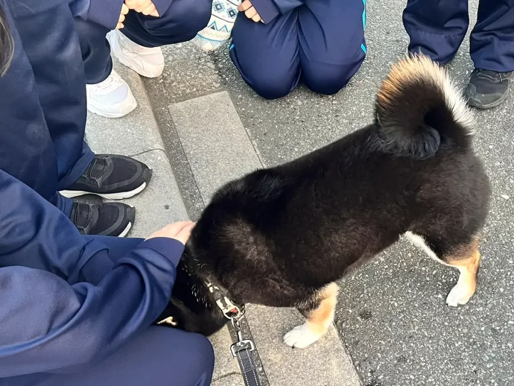 女子生徒に構ってもらう柴犬の写真