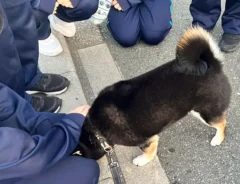女子生徒に構ってもらう柴犬の写真