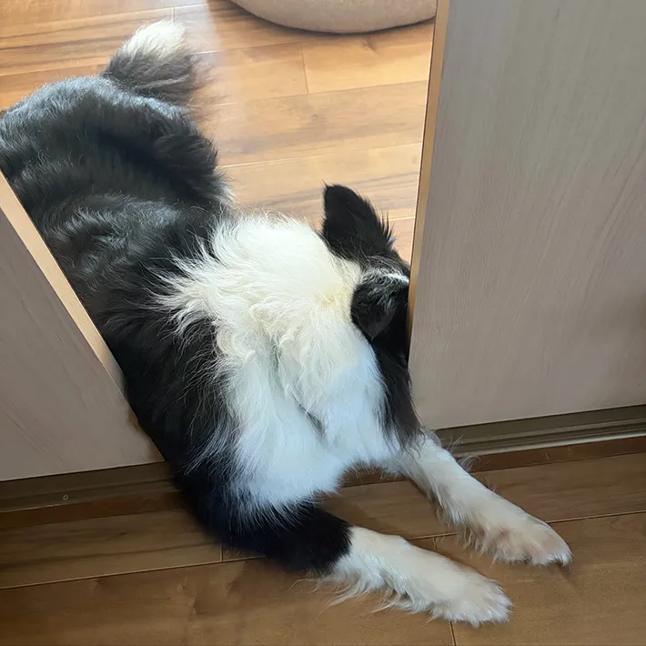 部屋に入ろうとする犬