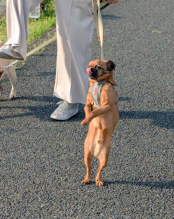 散歩する犬