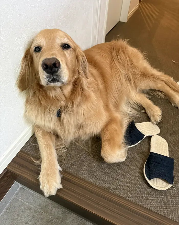 ゴールデンレトリバーの写真