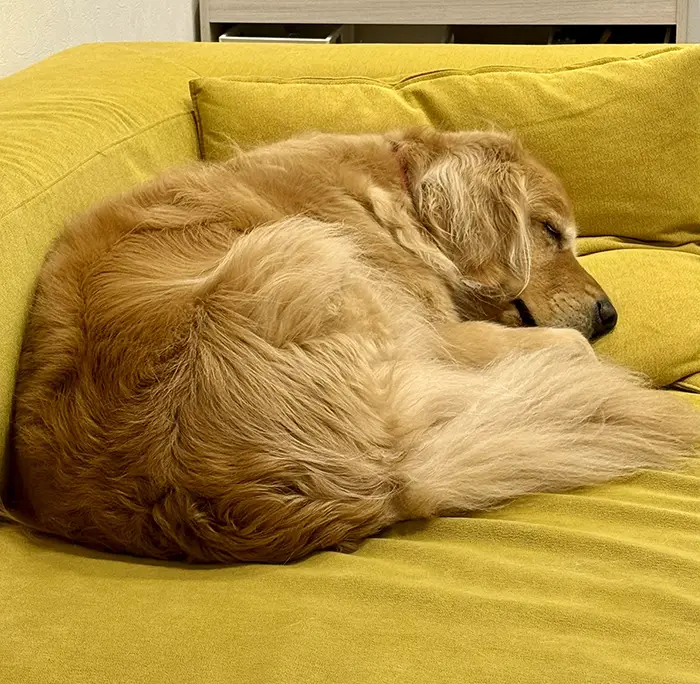 ゴールデンレトリバーの写真