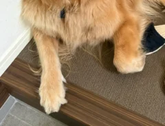 ゴールデンレトリバーの写真