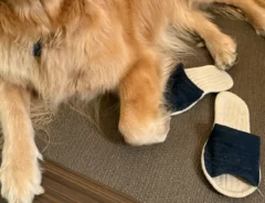 ゴールデンレトリバーの写真