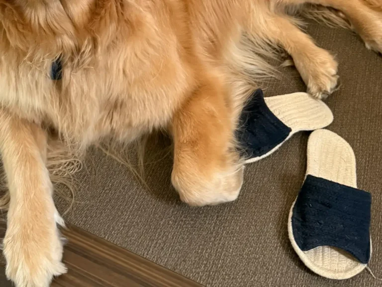 ゴールデンレトリバーの写真