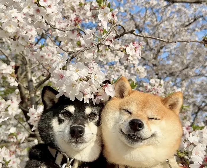 桜の下にいる柴犬姉妹の写真