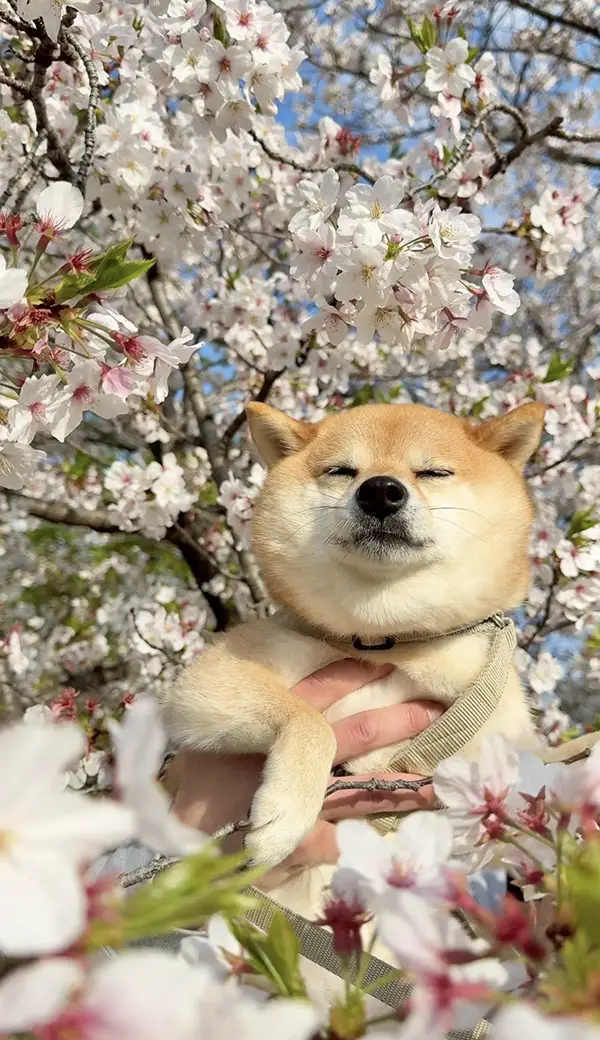 桜の下にいる柴犬の写真