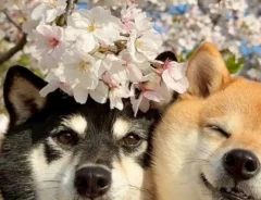 桜の下で柴犬姉妹を撮影　思わず笑った理由に「このインパクトよ」「今すぐ日本に引っ越したい」