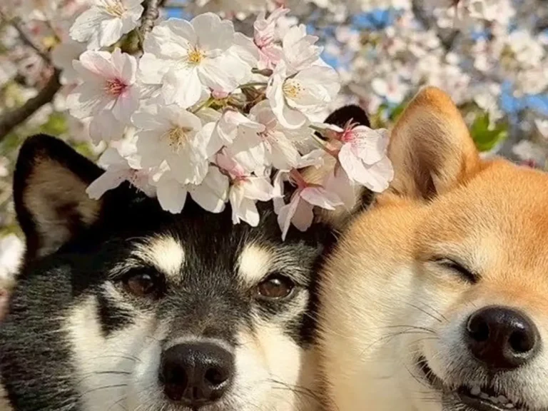 桜の下にいる柴犬姉妹の写真