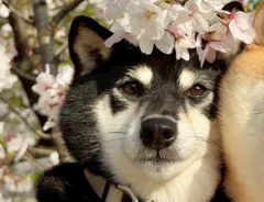 桜の下にいる柴犬姉妹の写真
