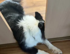 「言いつけを80%ぐらい守ってる」 入ってはいけない部屋で『絶妙なライン』を攻める愛犬